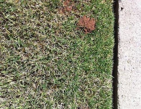 Grub and weed control treatment